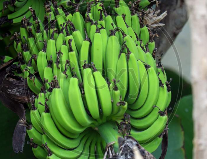 The Bananas Stay On The Tree Until One Banana Turns Yellow