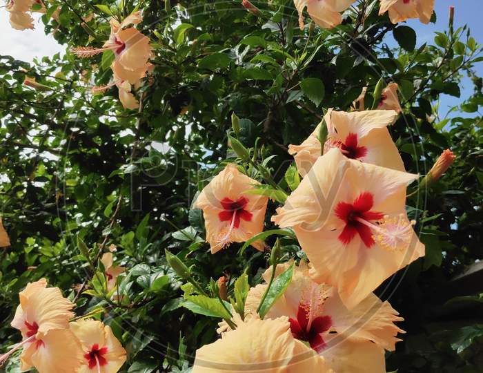 Bunch of Hibiscus flowers with sky as background