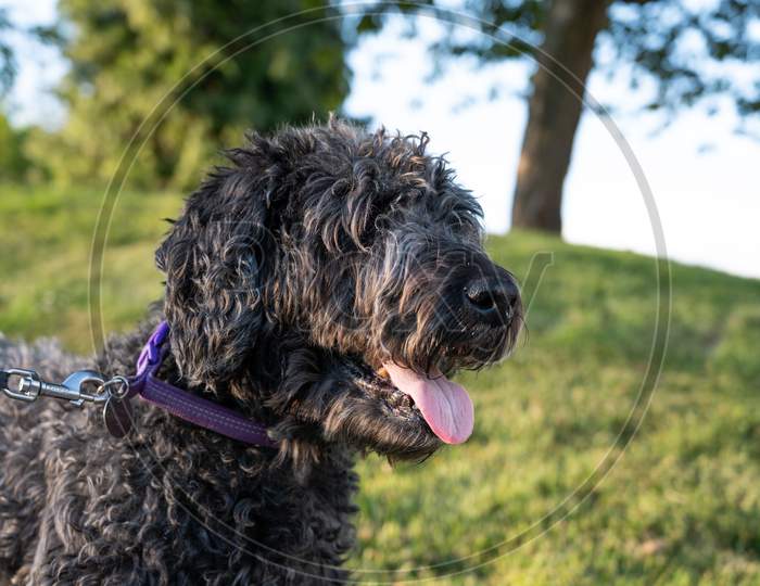 Happy Black Labradoodle Smiling In A Scenic Green Park.