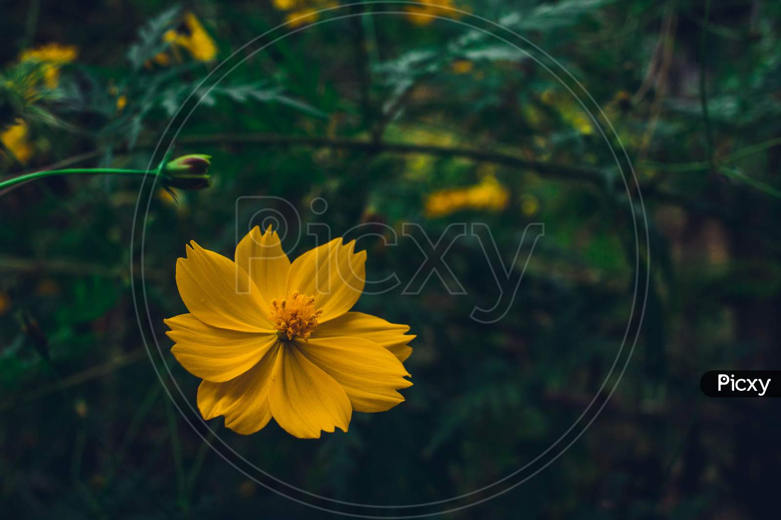 Moody yellow flower in garden