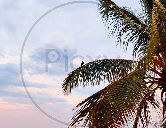 bird on coconut tree