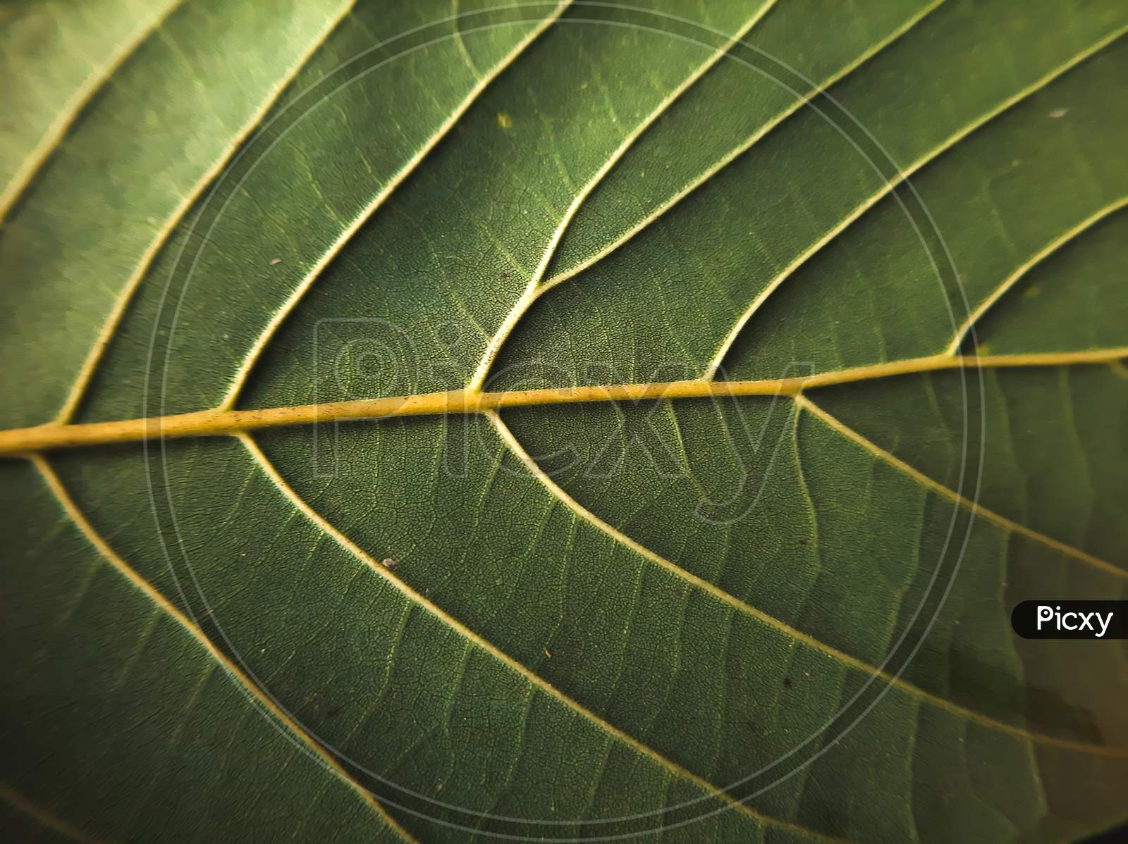 Macro photography of leaf with details and textures of it.
