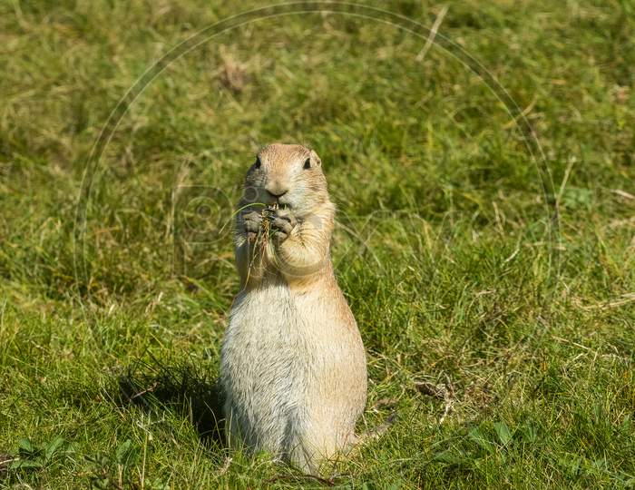 Hungry Juvenile Prairie Dog, Cynomys Ludovicianus, Searching For Tasty Nibbles In Grass