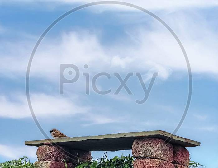 bird on bench in natute