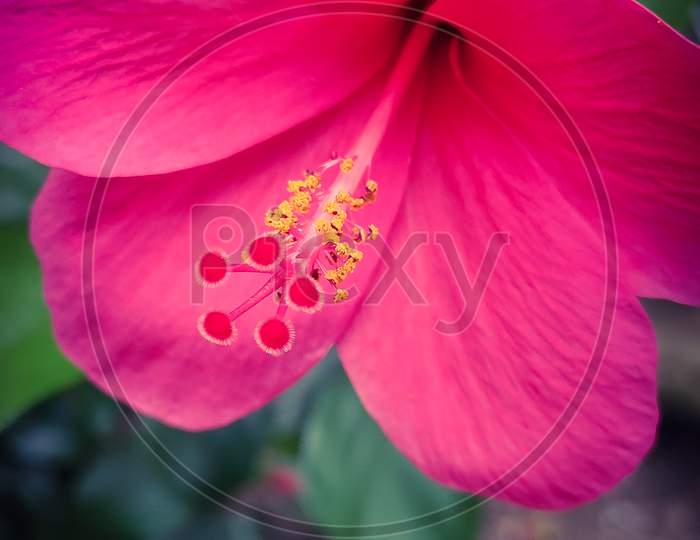 Close up view of Pink Hibiscus flower or chinese rose flower