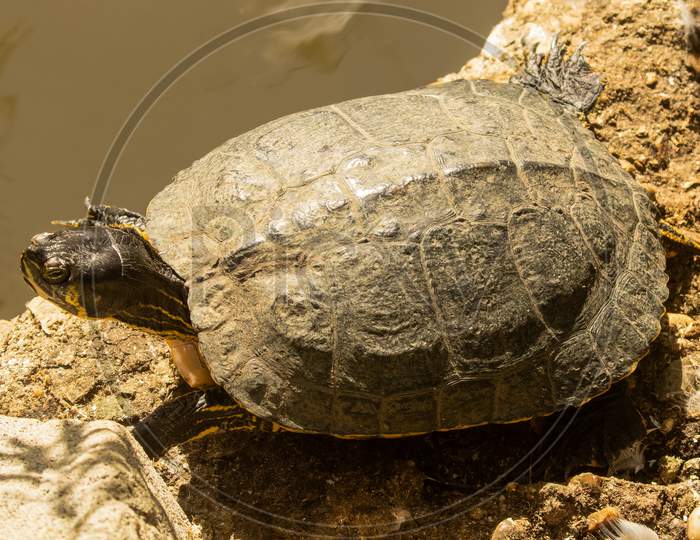 Image of Yellow-Bellied Slider, Trachemys Scripta, Aka Terrapin ...