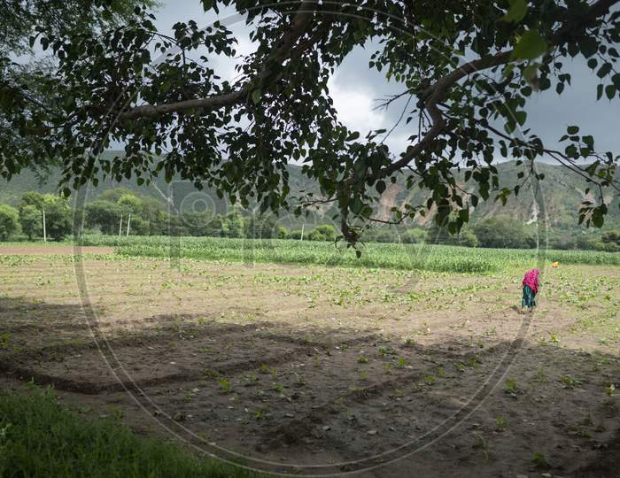 dausa, Rajasthan, India - aghust 15, 2020 Farmer working in the farm rural village