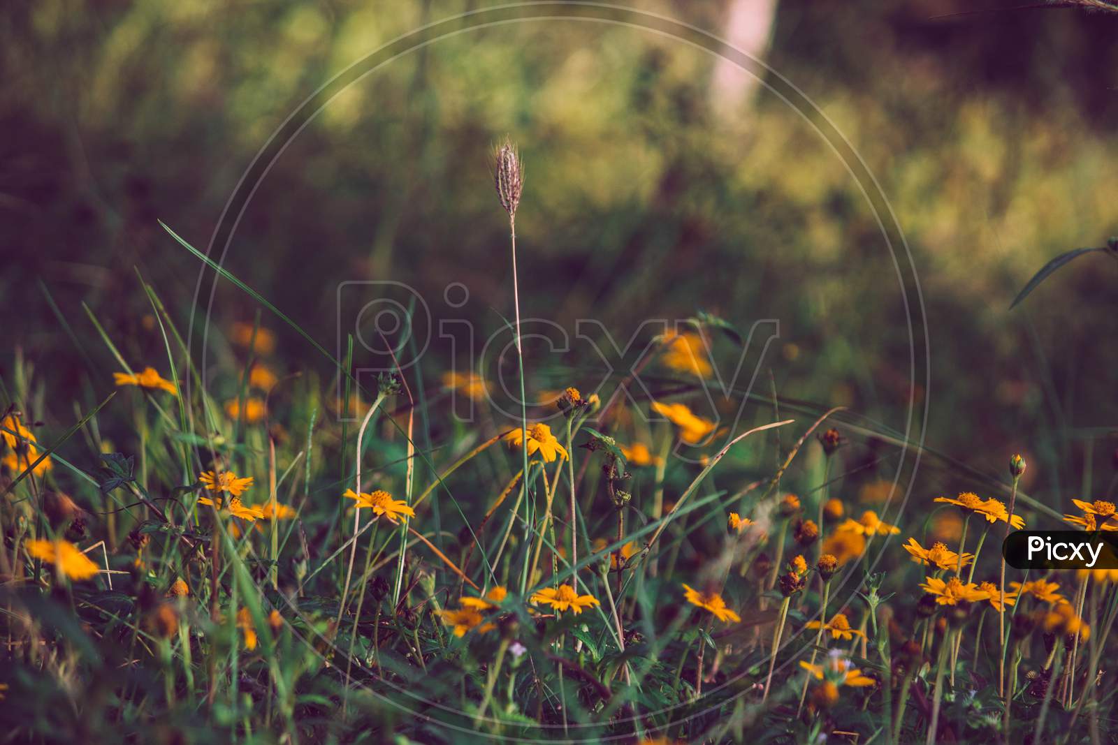 A moody picture of yellow flower on a green background