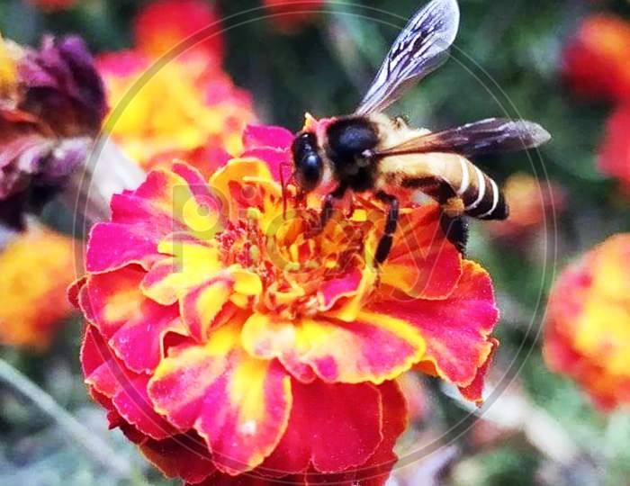 honey bee with pink flower