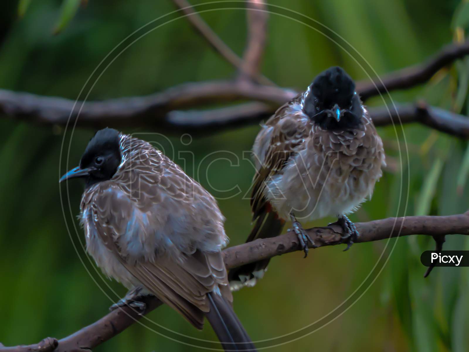 Red Vented Bulbul in Asia during Monsoon on Trees