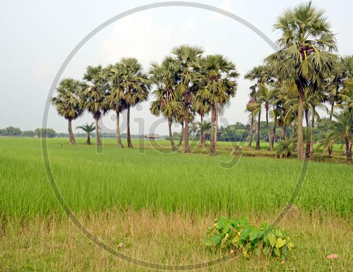 green rural landscape at west bengal