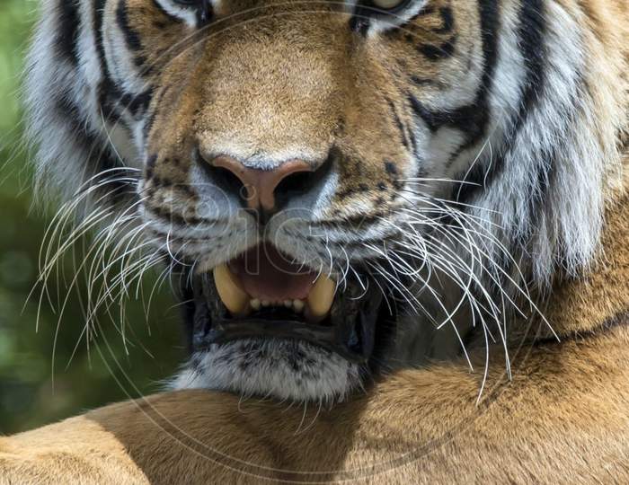 Aggressive Tiger