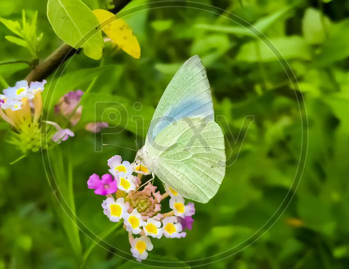 Beautiful Butterfly Animal photography wallpaper background image