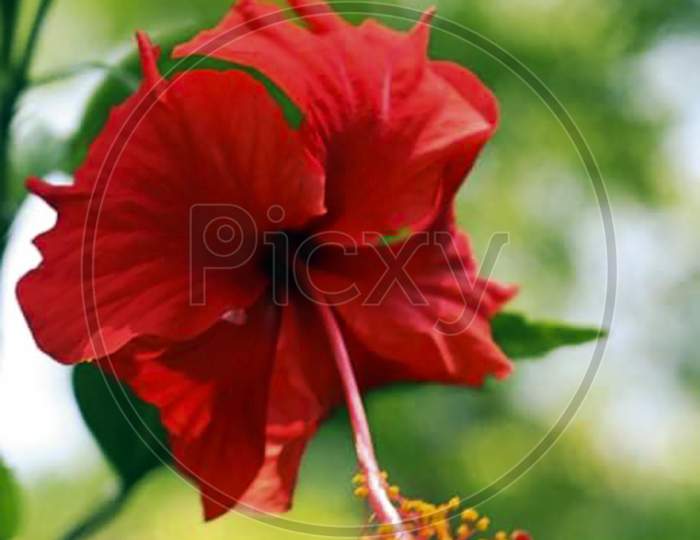 red close up poppy flower