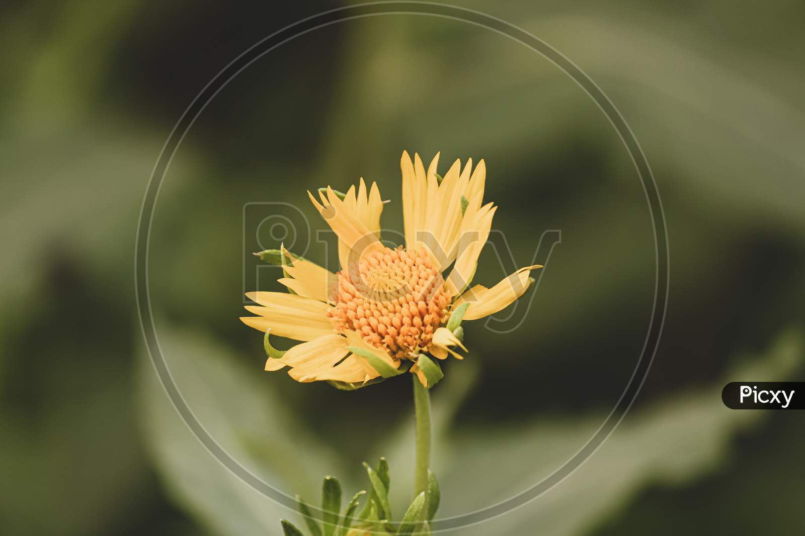 yellow wild sun flower