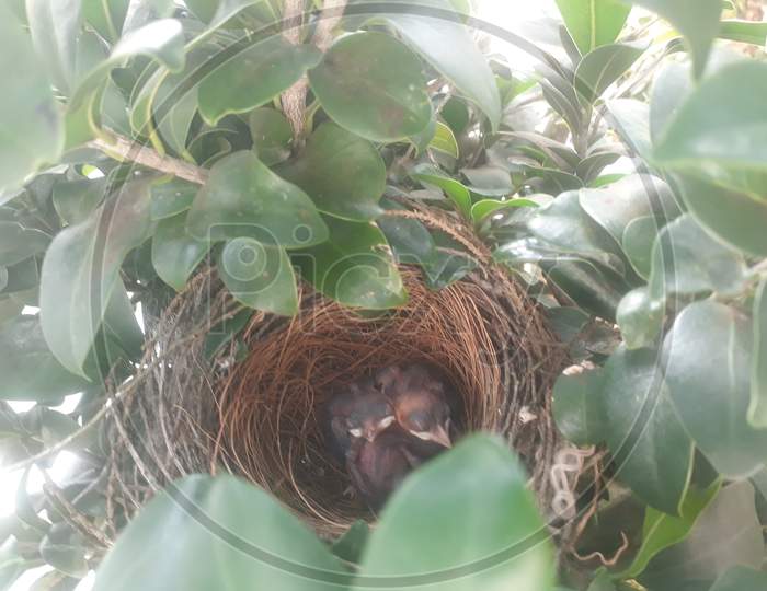 Little birds in the nest