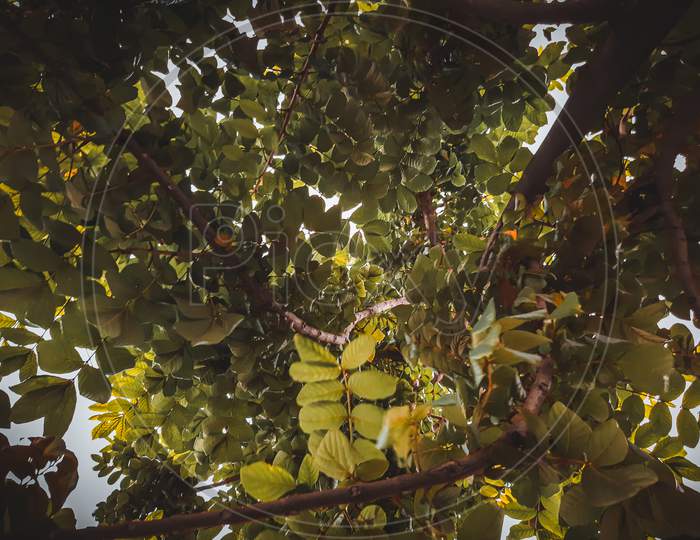 Photo of leaf's captured underneath the tree