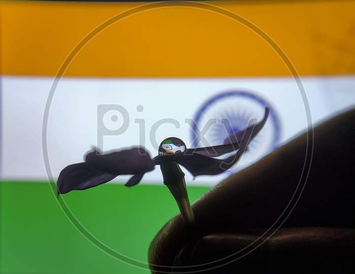 Indian flag on water droplets on top of flower, closeup