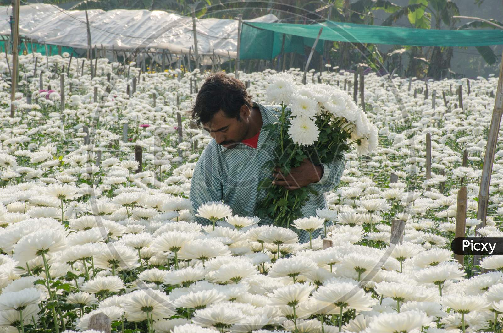 white chrysanthemums flower field