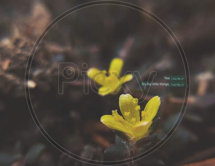 small yellow flowers with bokeh blur.