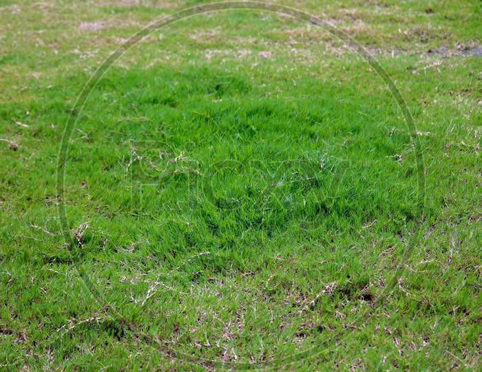 Green Meadow Grass Field  In Garden