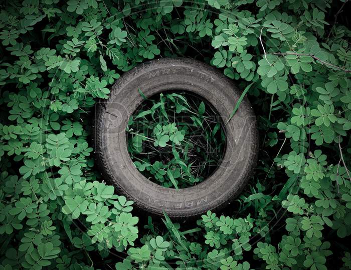 tire in forest