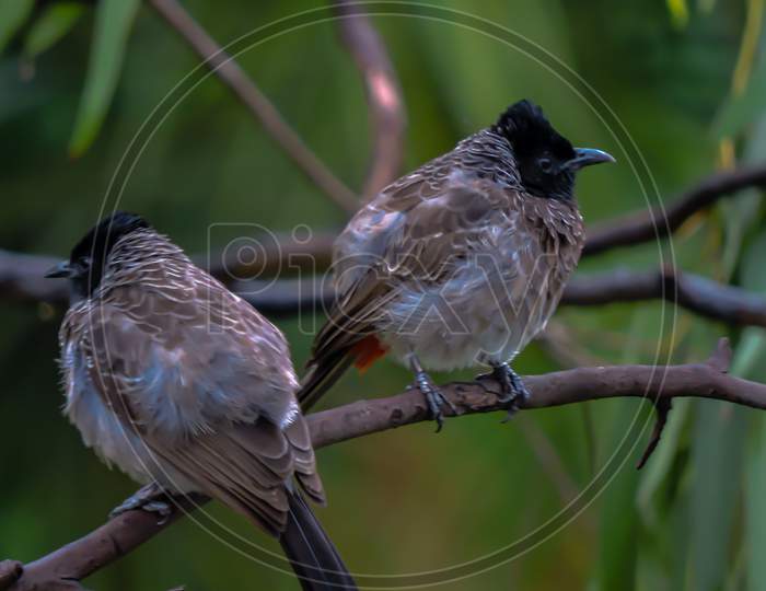 Red Vented Bulbul in Asia during Monsoon on Trees