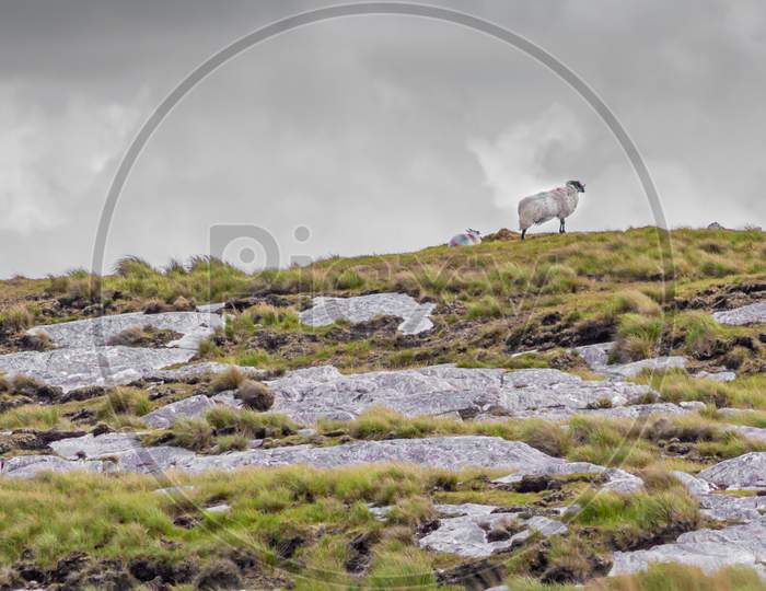 Two Scottish Blackfaced Sheep Painted With Red And Blue Paint On A Limestone Rock Hill In The Irish Countryside, Spring Day With A Sky Overcast In Ireland