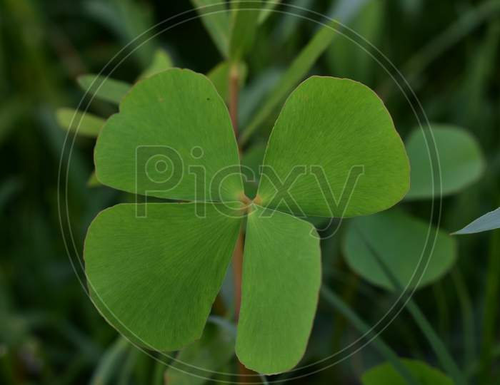 green clover leaf,wallpaper,desktop wall,leaf, clover, green, plant, nature, leaves, luck, shamrock, irish, patrick, isolated, spring, fresh, macro, four, white, ireland, lucky, herb, day, grass