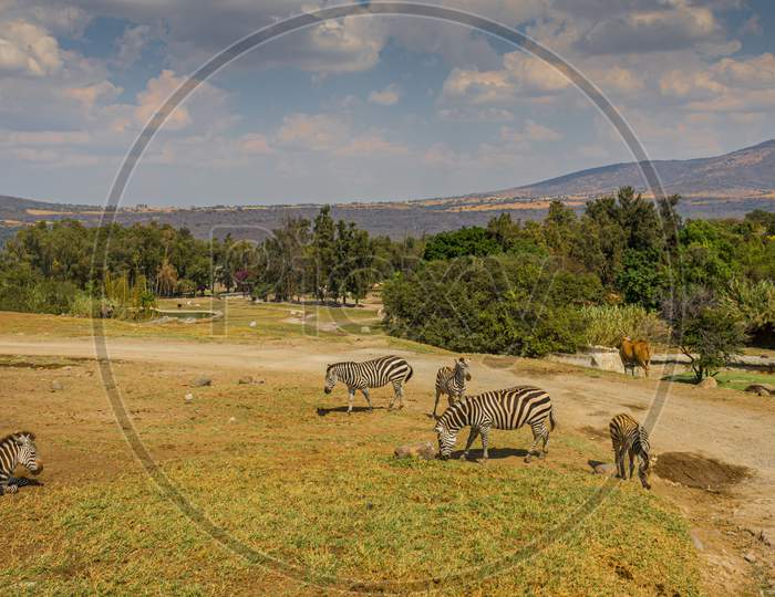 Zebras In A Nature Reserve With Trees, Grass And Green Vegetation And Mountains In The Background In Guadalajara, Jalisco Mexico