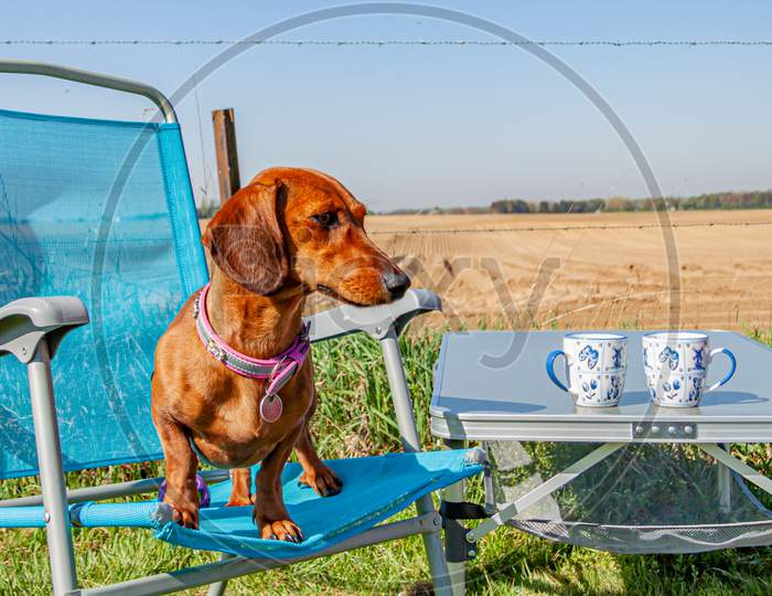 Beautiful Brown Dachshund Standing On A Blue Camping Chair Next To A Table With Two Cups With A Cultivated Field In The Background, Wonderful Sunny Spring Day In The Netherlands