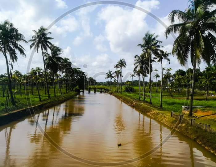 Nature Long Lake With Coconut Trees At Bank And Floating Ducks In It.