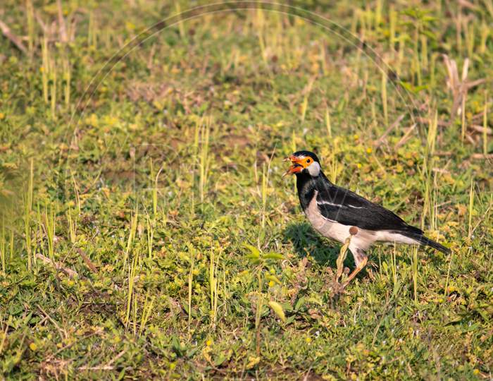 Pied Myna Or Asian Pied Starling Bird In A Field Searching For Food With Selective Focus