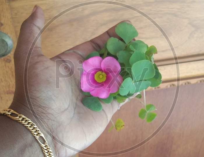 Oxcalis flower in the hand
