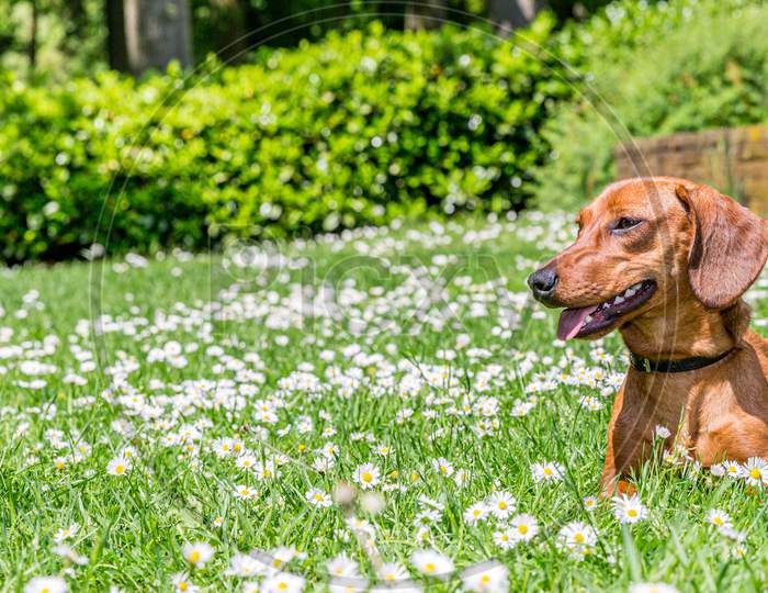 Sausage Dog Lying On A Green Grass And White Flowers On A  Sunny Day