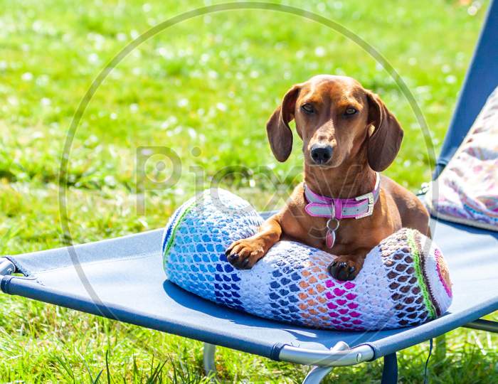 Relaxed Dachshund Sitting Comfortably On A Cushion In A Sunbathing Lounge Chair In A Garden With Green Grass, Wonderful And Relaxed Spring Day In Oensel South Limburg In The Netherlands