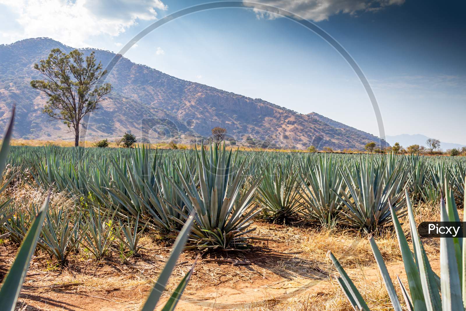 Image of Blue Agave Plantation With Mountains In The Background In ...