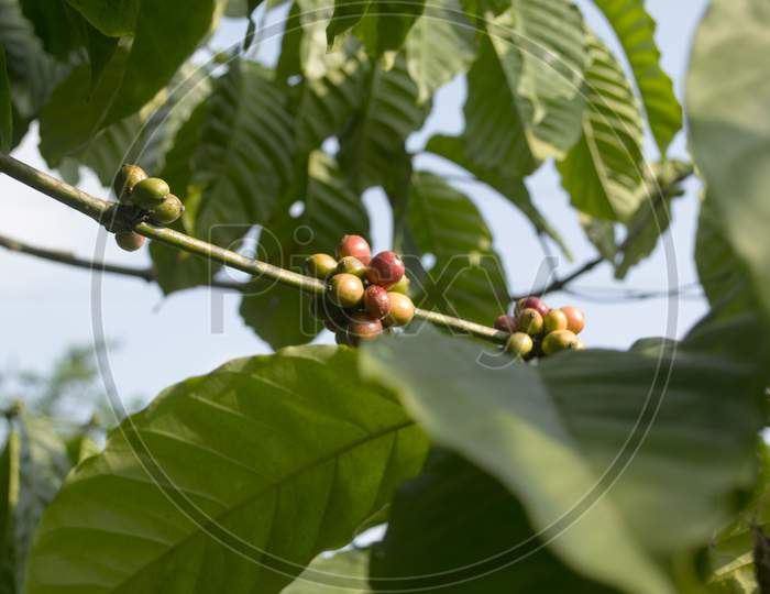Coffee Beans On A Coffee Plant Branch