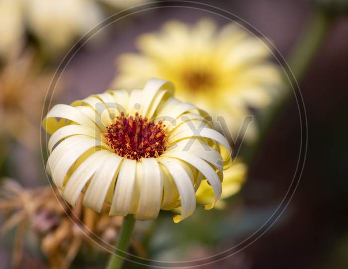 Beautiful Daisy Flower With Selective Focus, Perfect For Wallpaper