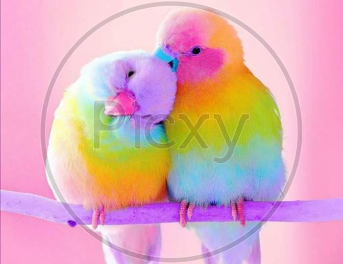 Parakeet love