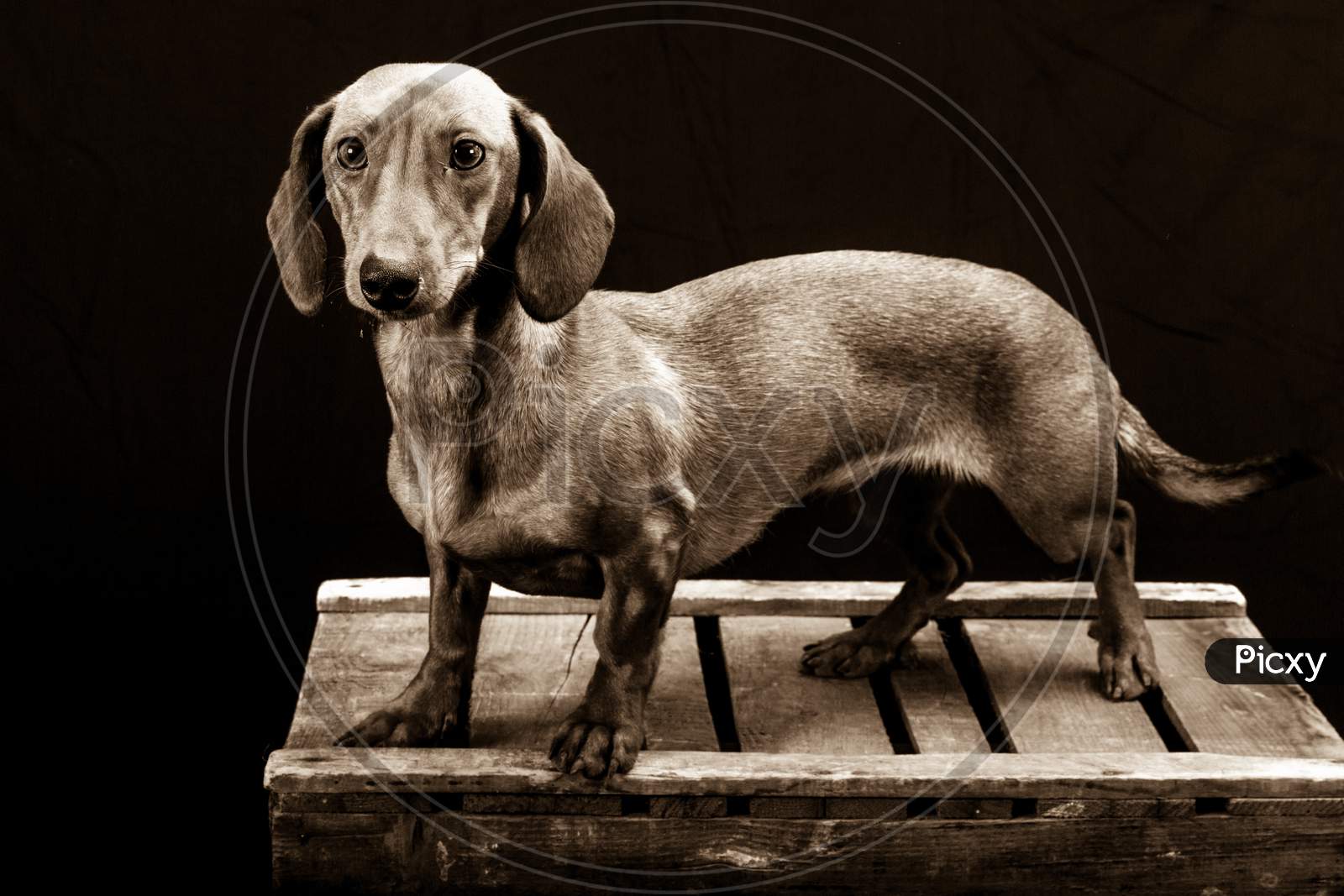 Black And White Image Of A Dachshund On A Wooden Box In A Photo Studio