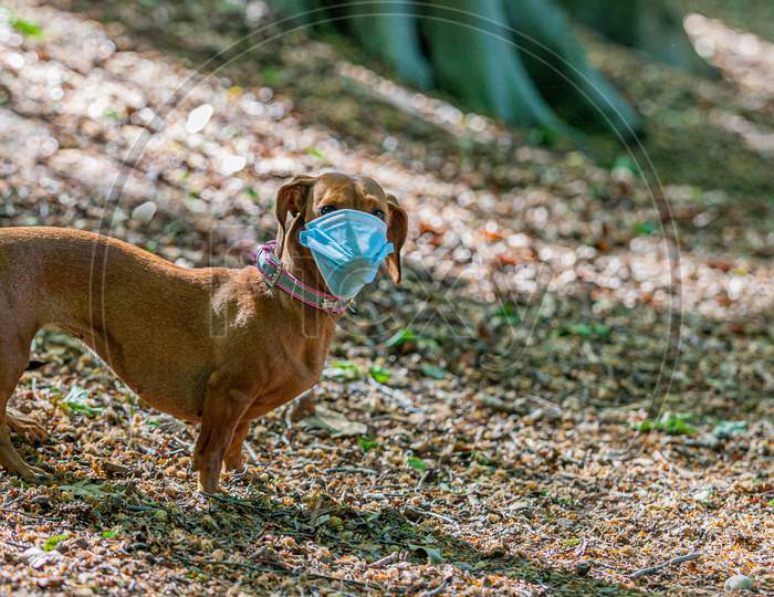 Brown Dachshund Wearing A Medical Mask Looking At The Camera In The Forest With A Blurred Background, Preventing The Spread Of Covid-19 Amid The Coronavirus Outbreak, Fun And Conceptual Image