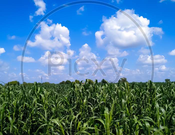 Plants Of Millet On Field Under Blue Sky
