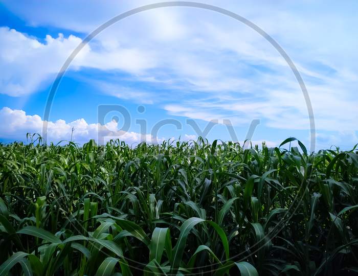 Field Of Millet Plants Under The Sky