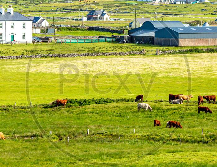 Cattle Grazing On A Farm Near The Village Of Doolin, Wild Atlantic Way, Beautiful Sunny Spring Day In County Clare In Ireland