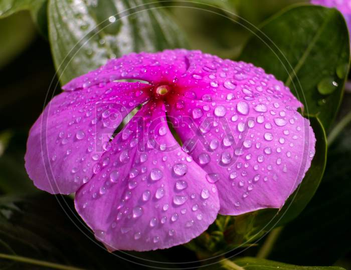 Water Droplets On Madagascar Periwinkle Flower With Selective Focus, Perfect For Wallpaper