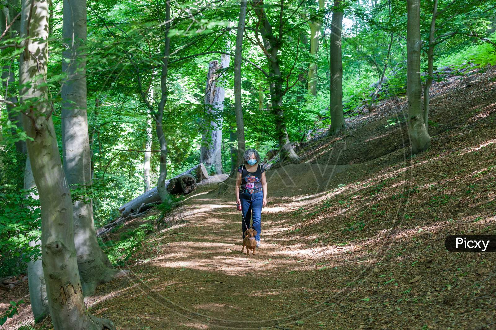 Woman In A Medical Mask Walking Calmly With Her Dog On A Path Among Trees With Green Foliage In The Forest, Avoiding The Spread Of Covid-19 Amid The Coronavirus Outbreak, Sunny Day In The Netherlands