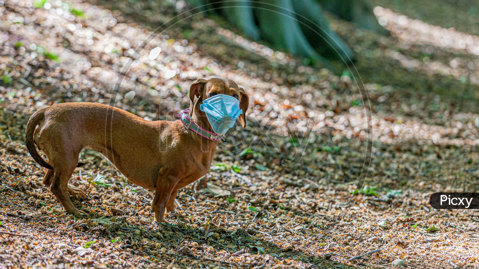 Brown Dachshund Wearing A Medical Mask Looking At The Camera In The Forest With A Blurred Background, Preventing The Spread Of Covid-19 Amid The Coronavirus Outbreak, Fun And Conceptual Image