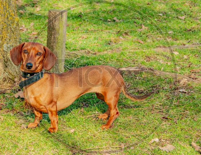 Beautiful Dachshund Enjoying A Wonderful Sunny Day In The Park, Winter Day In Meersen South Limburg In The Netherlands Holland