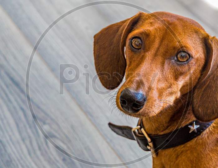 Upper Part Of A Dachshund Aka Sausage Dog Standing On A Blurred Grey Laminate Flooring In The Studio, Looking Into The Camera.